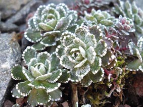 Saxifraga paniculata 'Gourette'